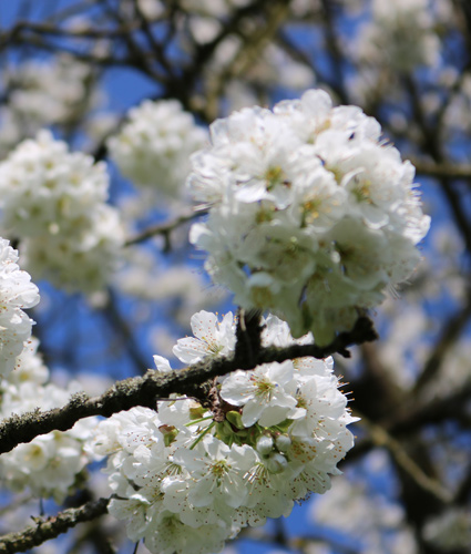PICS_Landingpage_Kirschblüte_05_425x550px