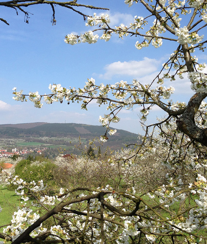 PICS_Landingpage_Kirschblüte_06_425x550px